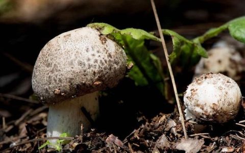 野生蘑菇与种植蘑菇营养价值区别