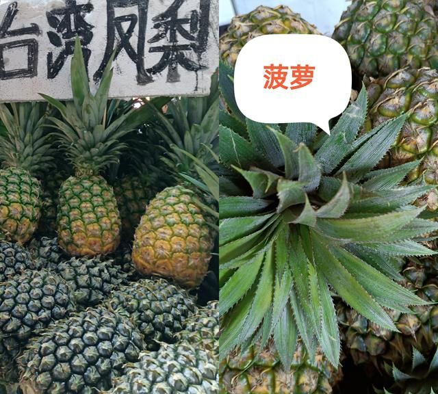 菠萝就是凤梨吗(菠萝和凤梨谁贵)图1