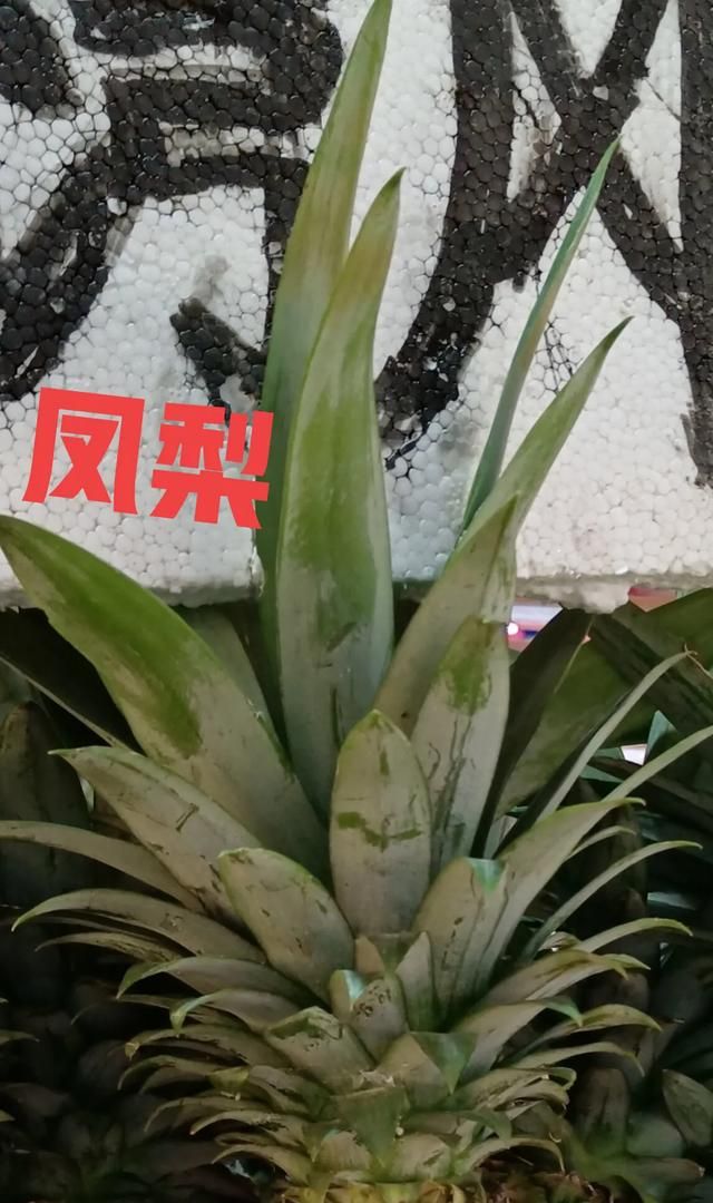 菠萝就是凤梨吗(菠萝和凤梨谁贵)图4
