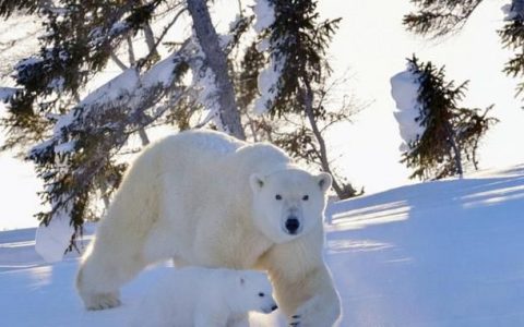 北极熊会吃小北极熊吗(北极熊带小北极熊)