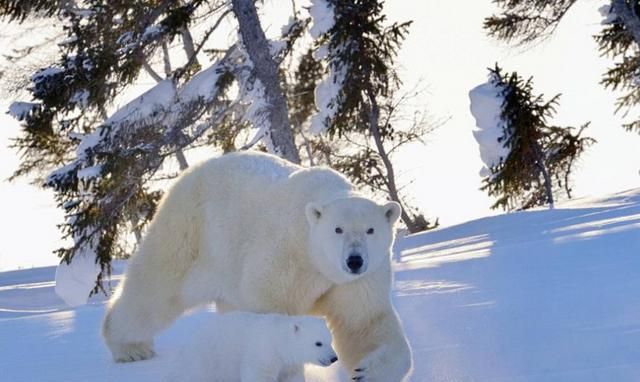 北极熊会吃小北极熊吗(北极熊带小北极熊)图1