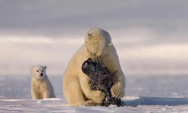 北极熊会吃小北极熊吗(北极熊带小北极熊)图2
