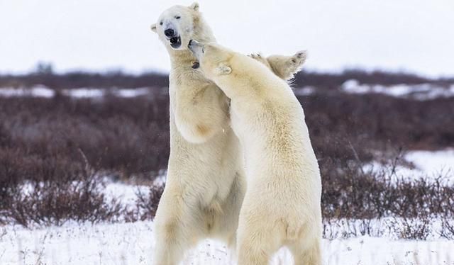 北极熊会吃小北极熊吗(北极熊带小北极熊)图3