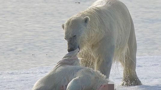 北极熊会吃小北极熊吗(北极熊带小北极熊)图4