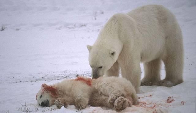北极熊会吃小北极熊吗(北极熊带小北极熊)图9