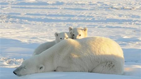 北极熊会吃小北极熊吗(北极熊带小北极熊)图10