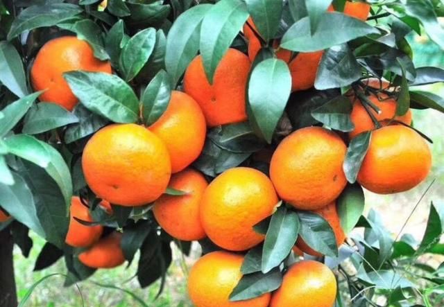最好吃的桔子是哪种,今年最火最好吃的橘子是哪种橘子图2