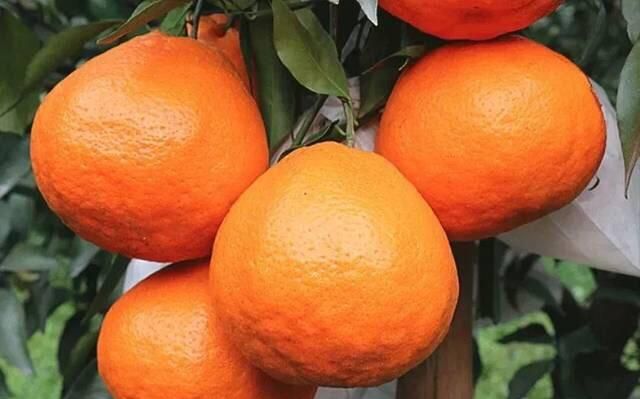最好吃的桔子是哪种,今年最火最好吃的橘子是哪种橘子图3