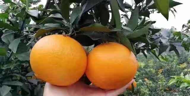 最好吃的桔子是哪种,今年最火最好吃的橘子是哪种橘子图4