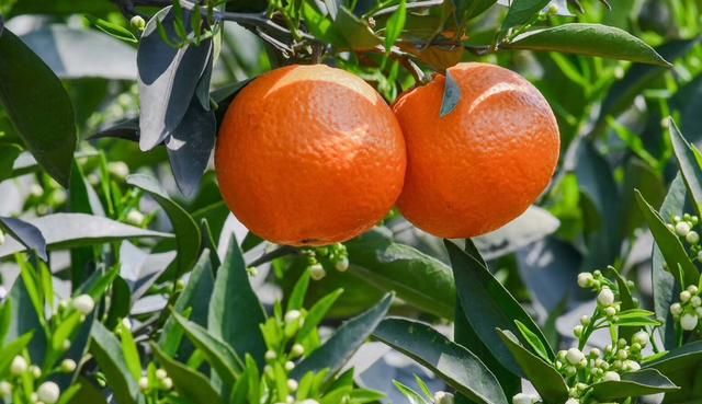 最好吃的桔子是哪种,今年最火最好吃的橘子是哪种橘子图5