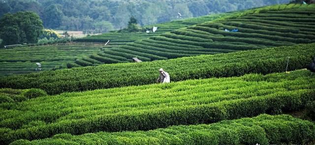 龙井茶的由来是什么,龙井茶的由来和功效图3