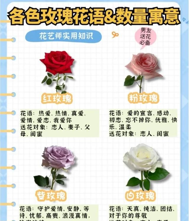 玫瑰花有几种,玫瑰花有几种品种大全图1