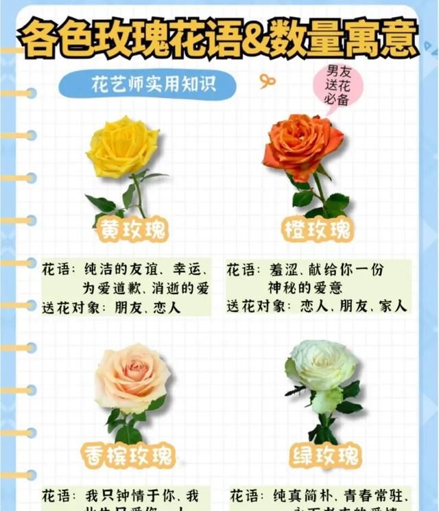 玫瑰花有几种,玫瑰花有几种品种大全图2