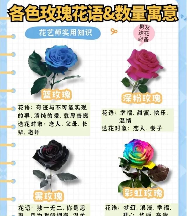 玫瑰花有几种,玫瑰花有几种品种大全图3