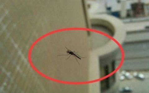 蚊子在室外飞行最高多少层