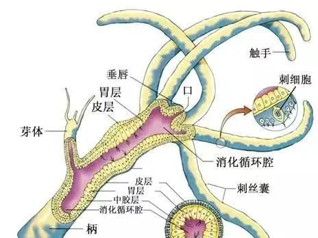 珊瑚有几种,珊瑚有几种色图5