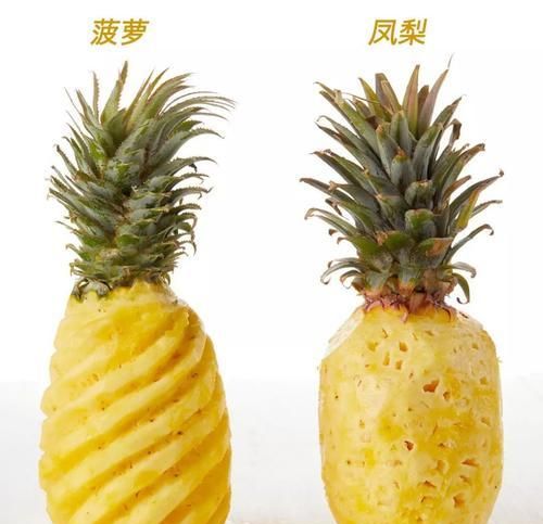 菠萝在台湾为什么叫凤梨,菠萝也叫凤梨图3
