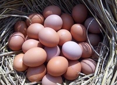 农村鸡蛋是什么样子的(农村的鸡蛋怎么样了)图4