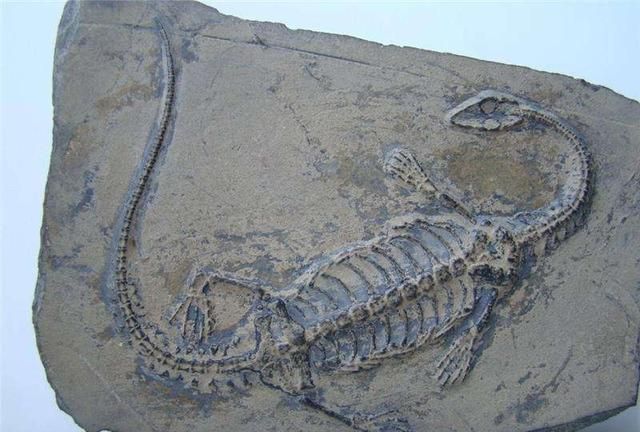 动物化石是怎样形成的(动物化石是怎么形成的)图2