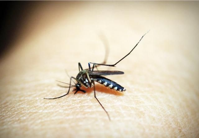 为什么蚊子会吸人血呢图1