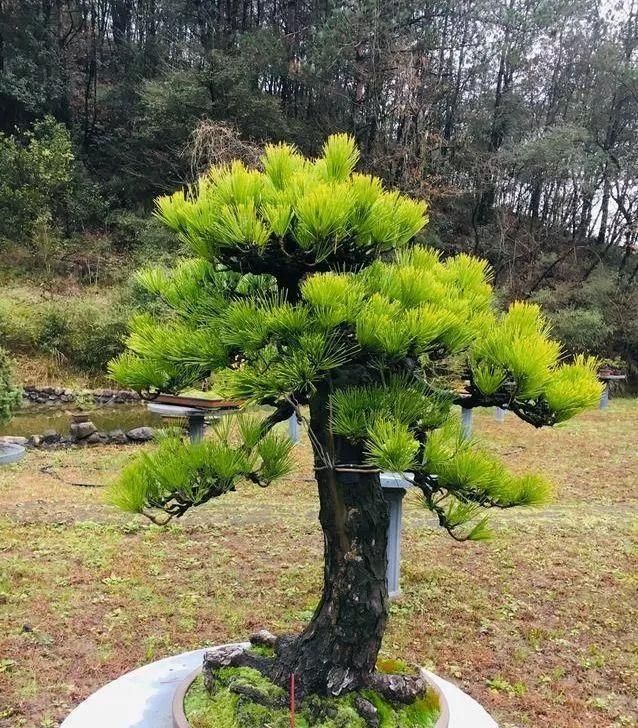 如何让盆景的根系发达枝叶茂盛图1