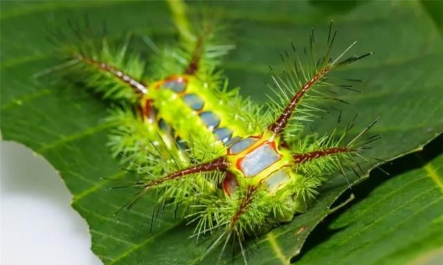 你见过最毛骨悚然的昆虫是什么(五种最奇葩的昆虫)图1