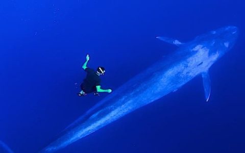 世界上最大的海洋生物是什么(世界上最大最恐怖的海洋生物)