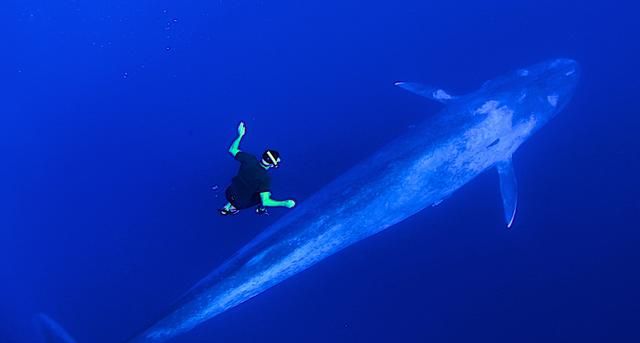 世界上最大的海洋生物是什么(世界上最大最恐怖的海洋生物)图1