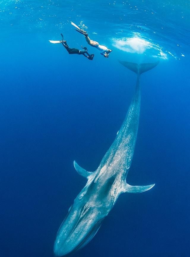 世界上最大的海洋生物是什么(世界上最大最恐怖的海洋生物)图2