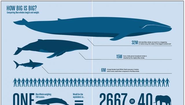 世界上最大的海洋生物是什么(世界上最大最恐怖的海洋生物)图4