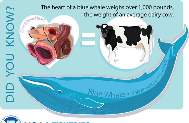 世界上最大的海洋生物是什么(世界上最大最恐怖的海洋生物)图7