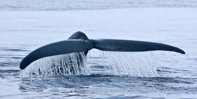 世界上最大的海洋生物是什么(世界上最大最恐怖的海洋生物)图11