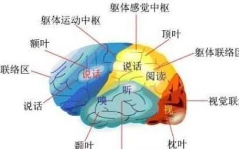 大脑各个区域的功能定位(大脑语言功能区域分布图)