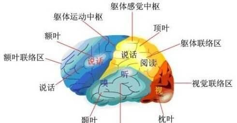 大脑各个区域的功能定位(大脑语言功能区域分布图)图1