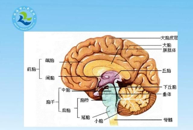 大脑各个区域的功能定位(大脑语言功能区域分布图)图3