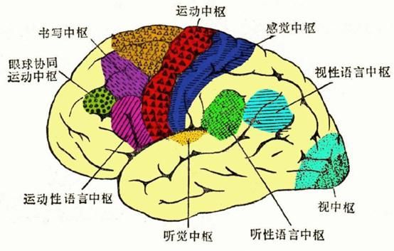 大脑各个区域的功能定位(大脑语言功能区域分布图)图6