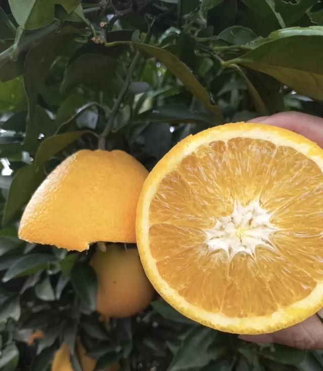 甜橙什么时候采摘最好(甜橙采摘前半个月要打什么农药)图5