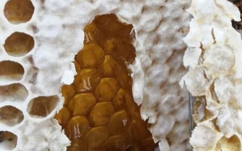 蜂蜜放冰箱结晶了是真的么,放冰箱的蜂蜜不结晶是假的吗