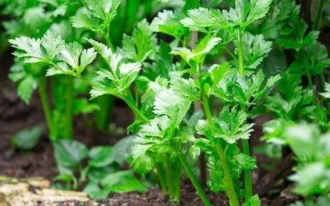 芹菜定植后可以取遮阳网吗(夏季芹菜育苗需要全程遮阴吗)