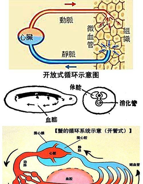 蟑螂的生命力为什么这么强图6