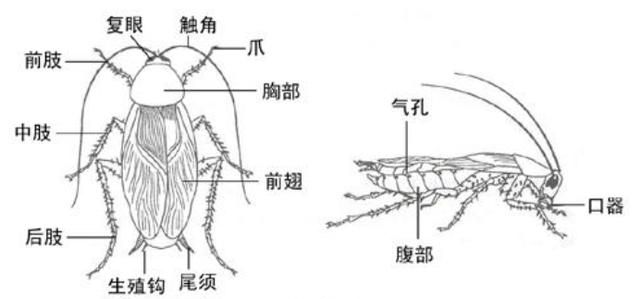 蟑螂的生命力为什么这么强图7