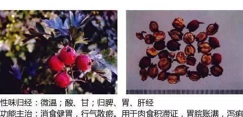 山楂干泡水喝有啥功效,山楂干黄芪泡水功效图3